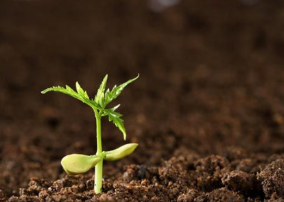 金石岭管理区培育土壤肥力促进作物生长