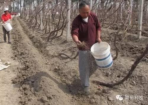 腐殖酸肥料在葡萄上应用