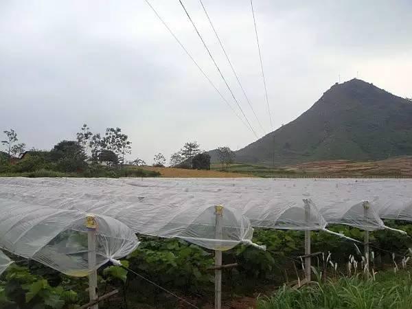 葡萄避雨栽培的优点和缺点总结