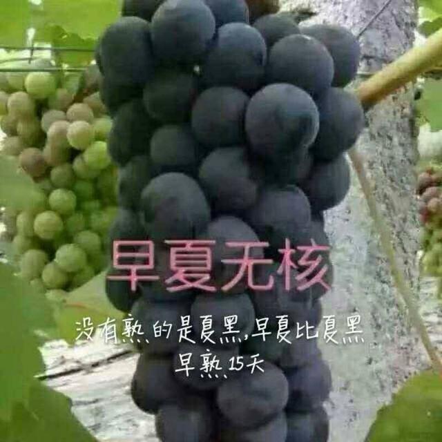 这几个热门葡萄品种，赚钱比较容易