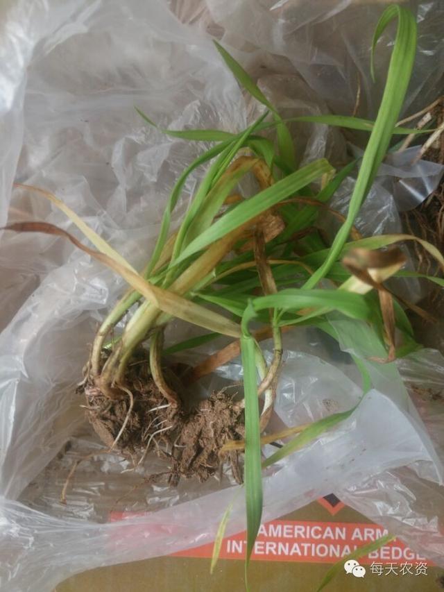 连日阴雨，小麦得了叶枯病怎么办？（有图有配方）
