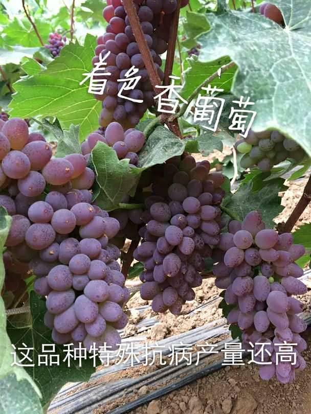 热门葡萄品种介绍