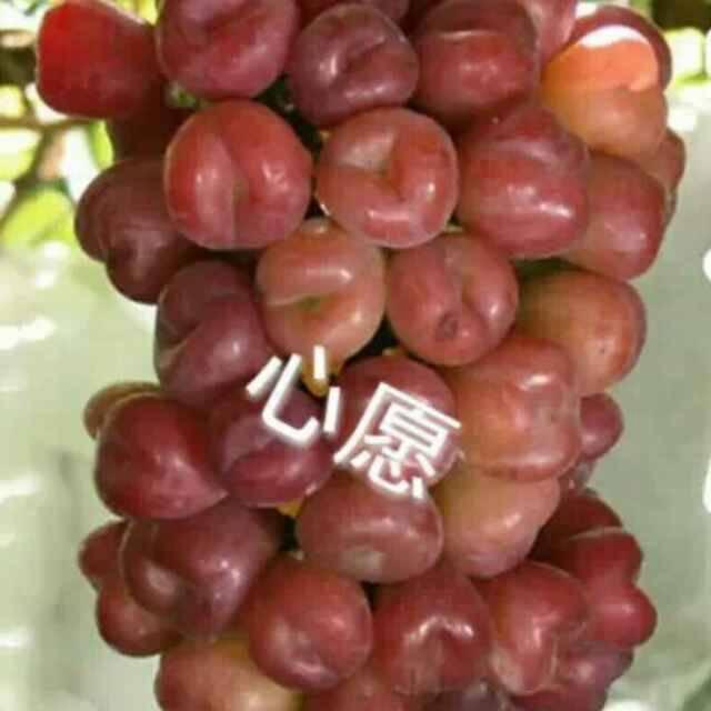 热门葡萄品种介绍