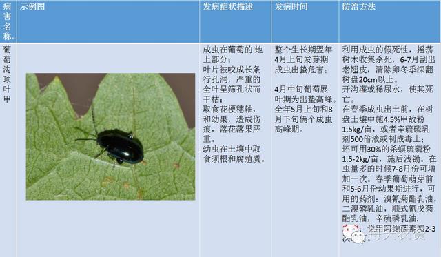 葡萄病害图谱以及最新防治方法