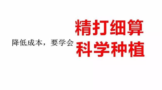 今年一亩地玉米赚多少钱？一起来计算下成本