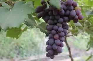 葡萄品种，美夏40