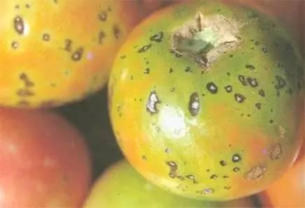 西红柿常见病害高清图片、防治方法及用药大全