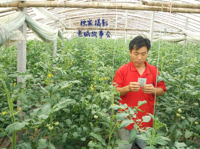 经销商业务员为啥不卖叶面肥？