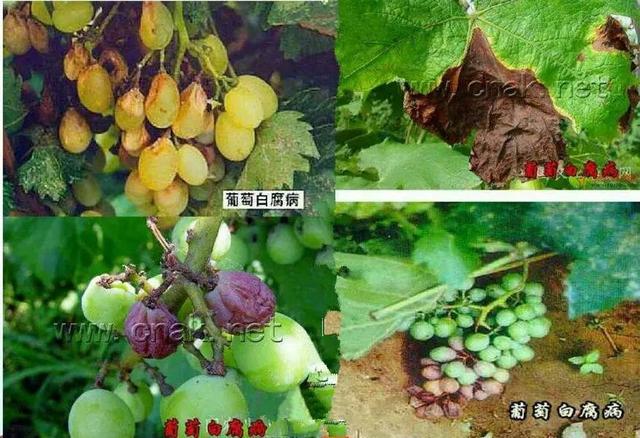 葡萄水罐子病和白腐病的区别