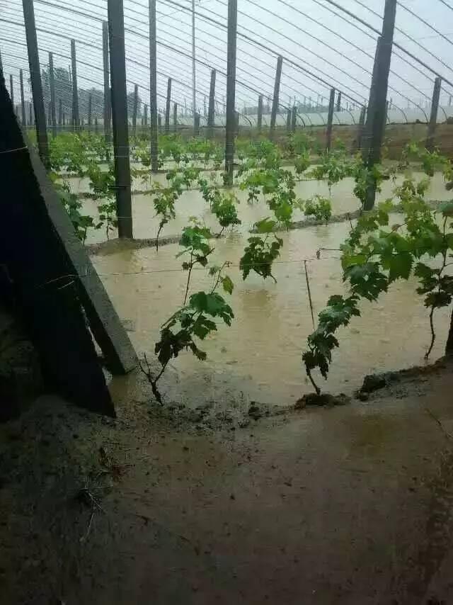 葡萄连阴雨后管理技术措施