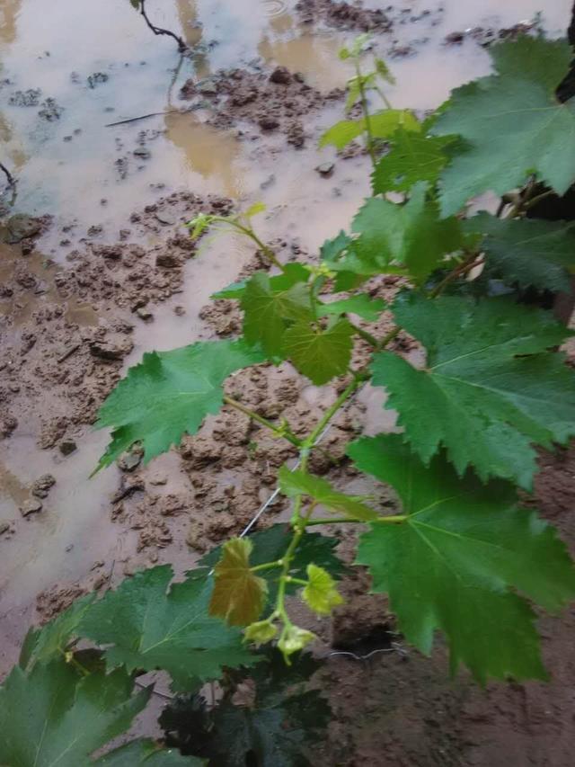 葡萄连阴雨后管理技术措施