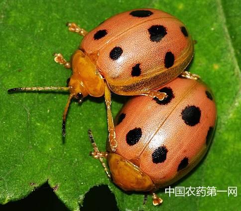 食叶害虫对叶片造成的危害及其防治