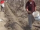 腐殖酸肥料在葡萄上应用