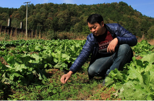 湖北咸丰改良种烟土壤助力烟叶产业可持续发展 