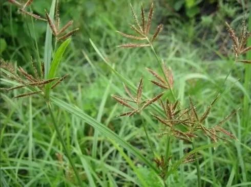 夏播玉米田常见恶性杂草防治总结
