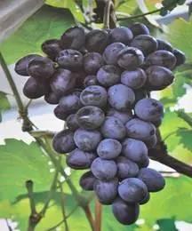 几个热门鲜食葡萄品种性状点评