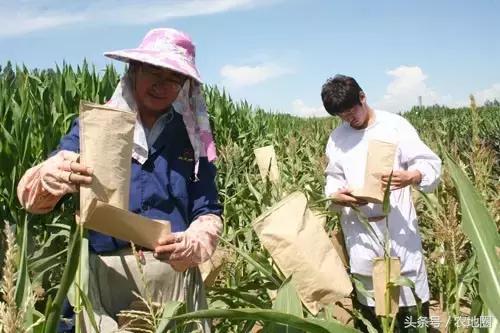 中国种业窘境：看着石头也过不了河！