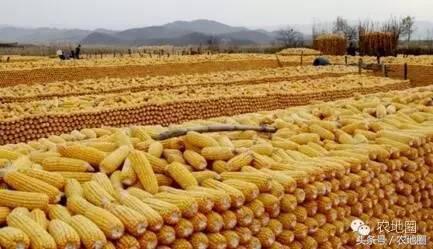 9个问题让农民明白东北四省今年390亿玉米补贴怎么发？