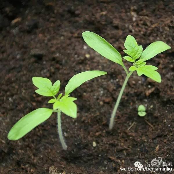 防治蔬菜死棵——灌根还是拌土？