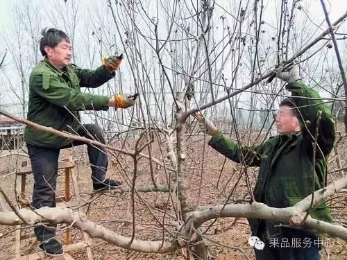 果树冬剪中，先去大枝后动剪