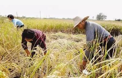 农民种地不容易，苞米价格不争气，说出了多少农民的心声啊...