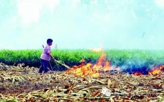 农民种地不容易，苞米价格不争气，说出了多少农民的心声啊...