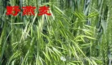 野麦子与小麦的区别