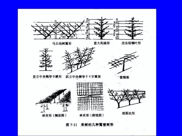 史上最全果树修剪图解