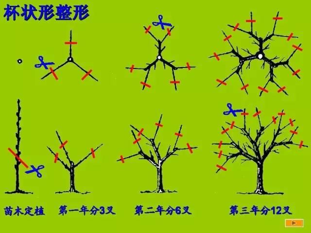 史上最全果树修剪图解