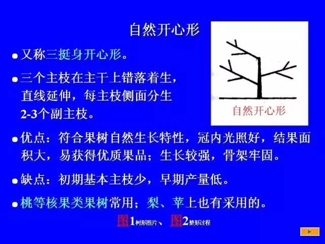 史上最全果树修剪图解