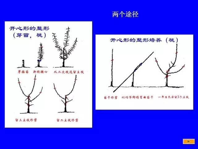 史上最全果树修剪图解