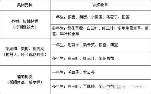 果树下种植牧草--高效的利用方式