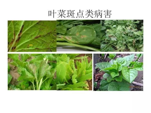 常见 蔬菜 病虫害 高清图谱(一目了然）