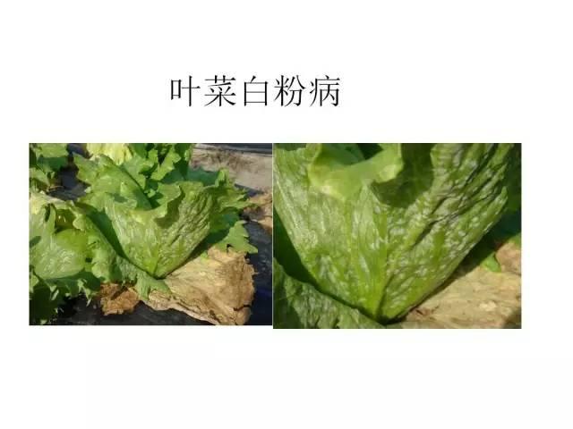 常见 蔬菜 病虫害 高清图谱(一目了然）