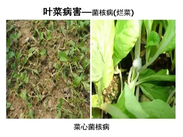 常见 蔬菜 病虫害 高清图谱(一目了然)