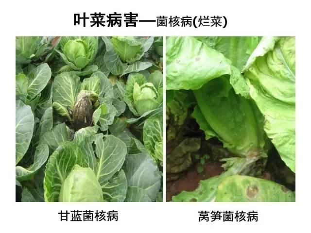 常见 蔬菜 病虫害 高清图谱(一目了然）