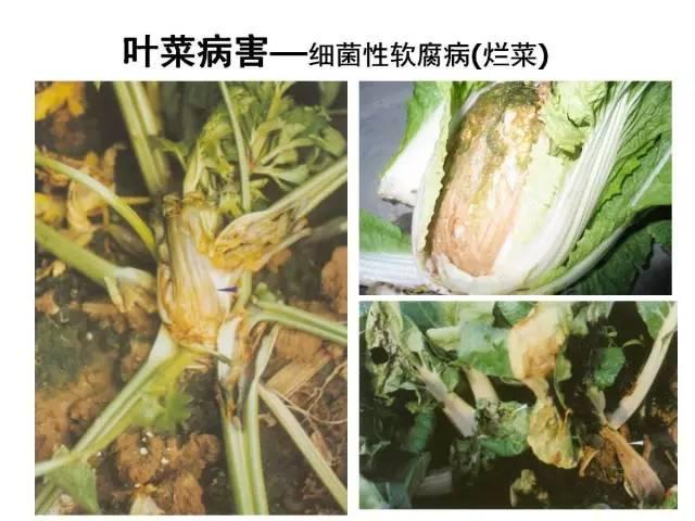 常见 蔬菜 病虫害 高清图谱(一目了然）