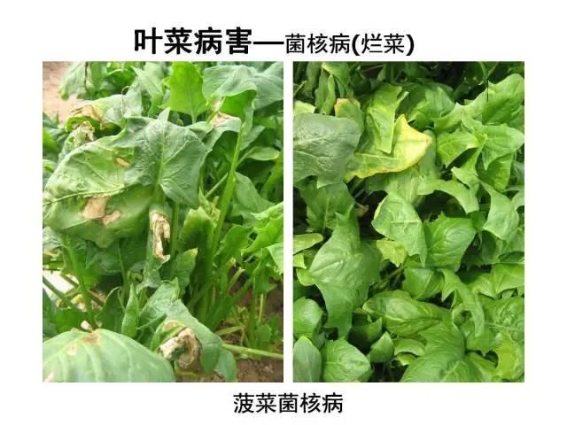 常见 蔬菜 病虫害 高清图谱(一目了然）