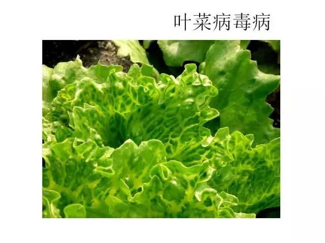 常见 蔬菜 病虫害 高清图谱(一目了然）