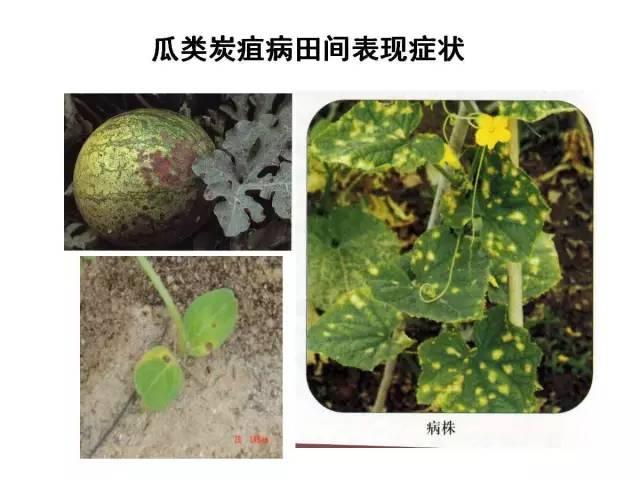 常见 蔬菜 病虫害 高清图谱(一目了然）