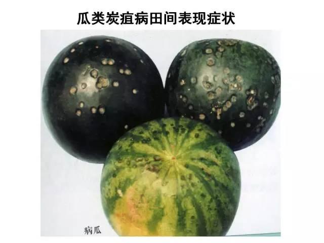 常见 蔬菜 病虫害 高清图谱(一目了然）