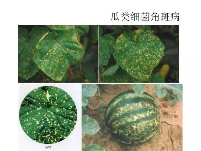 常见 蔬菜 病虫害 高清图谱(一目了然）