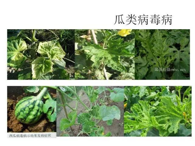 常见 蔬菜 病虫害 高清图谱(一目了然）