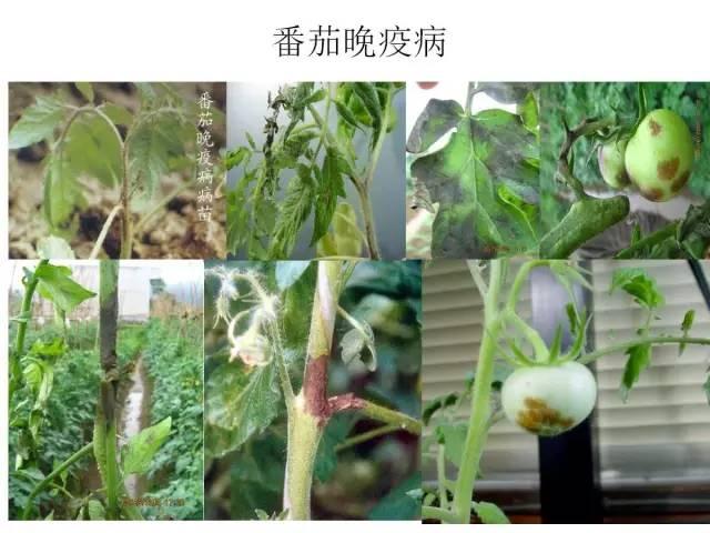 常见 蔬菜 病虫害 高清图谱(一目了然）