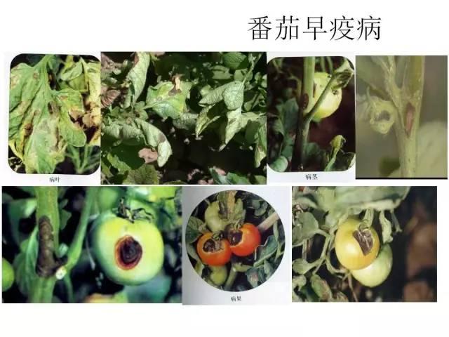 常见 蔬菜 病虫害 高清图谱(一目了然）