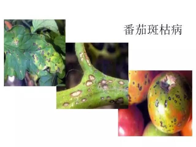 常见 蔬菜 病虫害 高清图谱(一目了然）