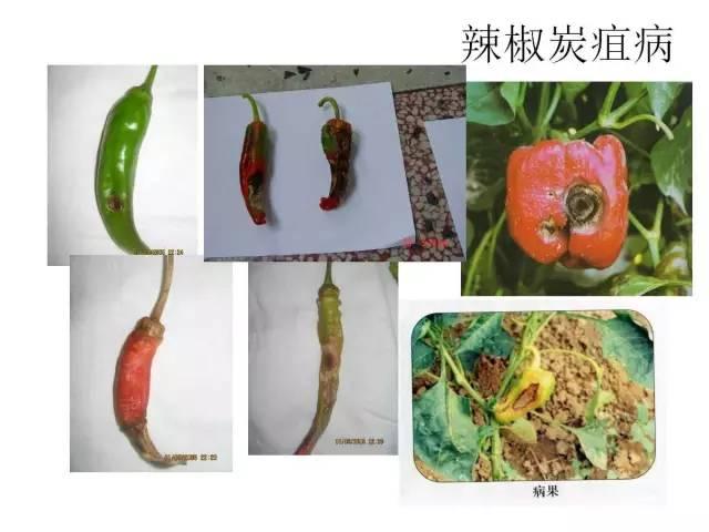 常见 蔬菜 病虫害 高清图谱(一目了然）