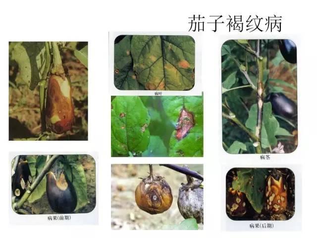 常见 蔬菜 病虫害 高清图谱(一目了然）