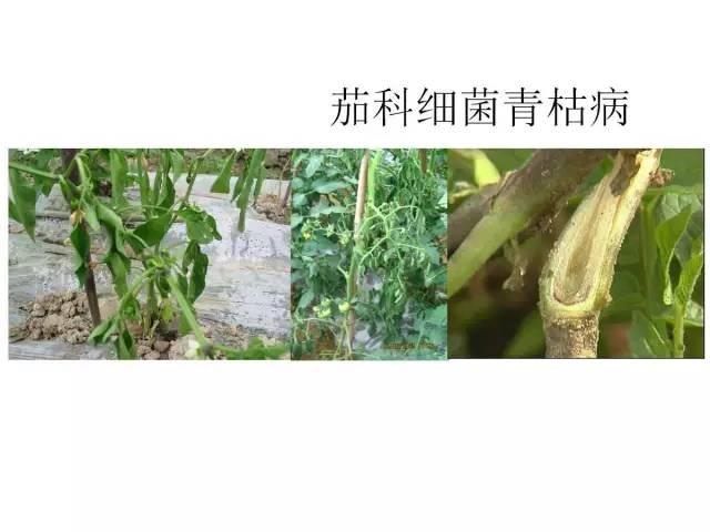 常见 蔬菜 病虫害 高清图谱(一目了然）