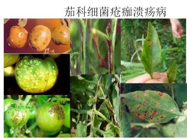 常见 蔬菜 病虫害 高清图谱(一目了然）